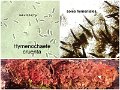 Hymenochaete cruenta-amf244-1